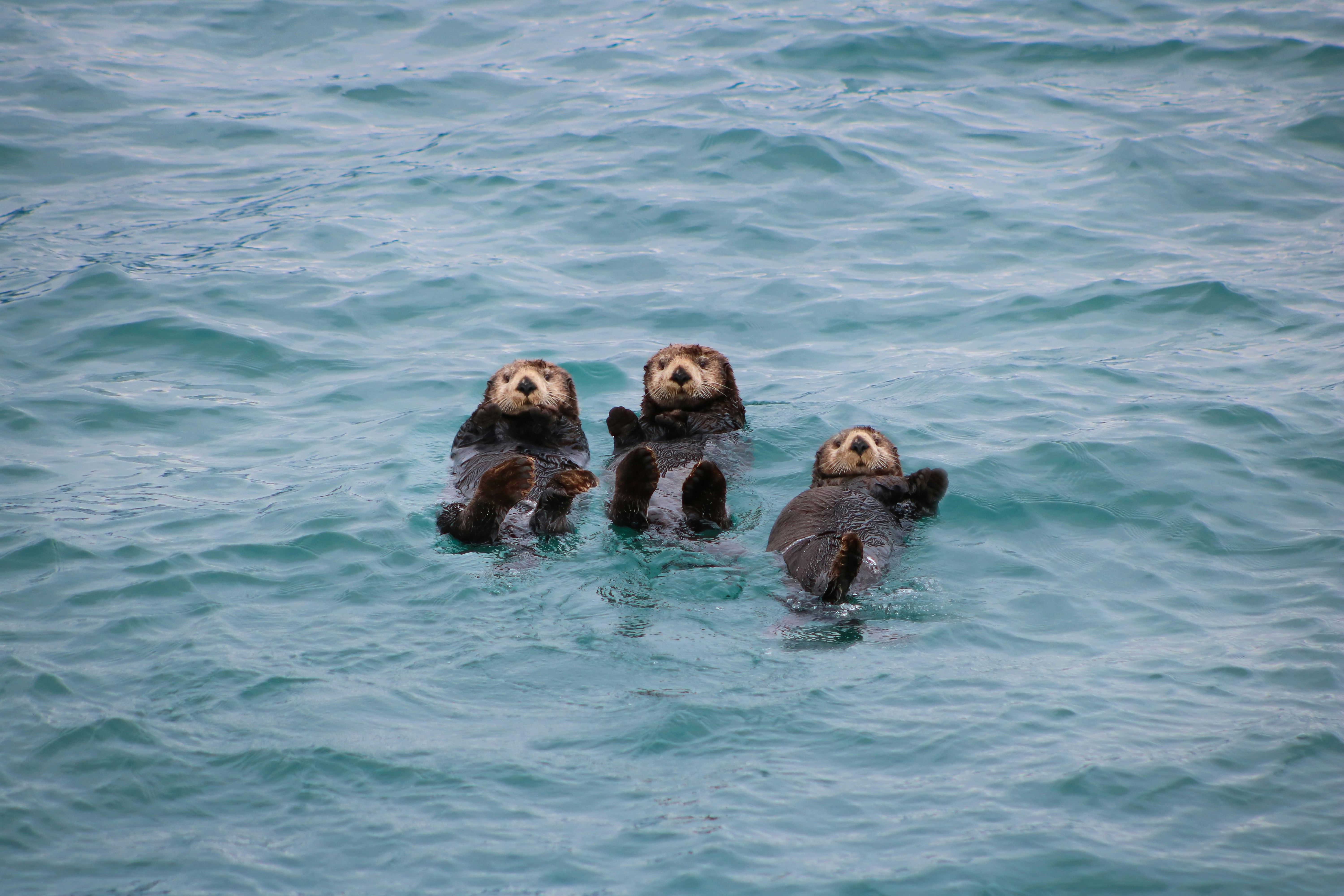 Three sea otters floating on their backs in turquoise water